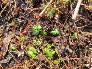 자연농원 순 강재옥님의 자유주제 · 자유게시판 작성글 사진