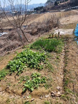초보퍼머5도2촌준비님의 자유주제 · 자유게시판 작성글 사진