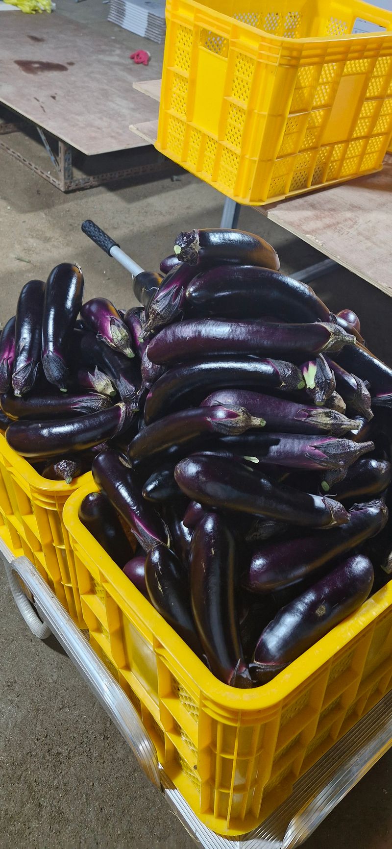 펠렛전문이부장님의 장터 판매 상품 [피롤땅지기 20키로 ] 첨부 사진