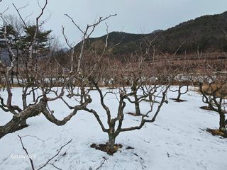 손윤영/수채화농원님의 자유주제 · 자유게시판 작성글 사진