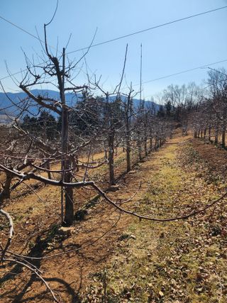 신승덕맛익는사과님의 3월 농사 계획 공유해요 · 참여글 작성글 사진