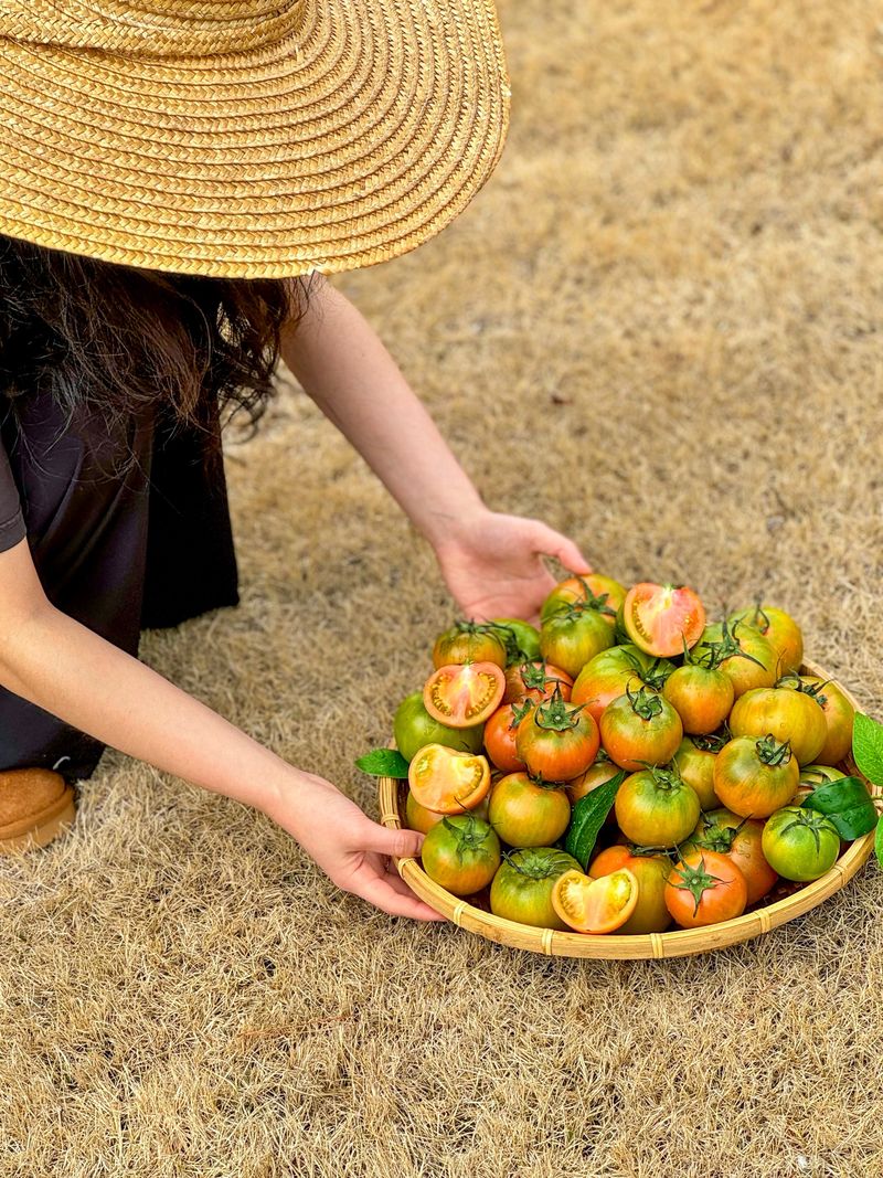 농부손녀님의 장터 판매 상품 [맛있는 짭짤이 토마토 5kg] 첨부 사진
