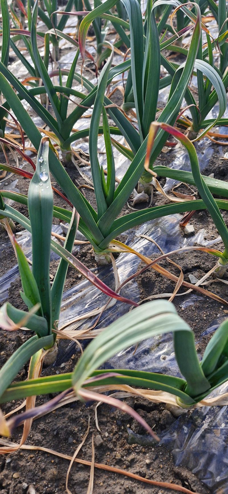 펠렛전문이부장님의 장터 판매 상품 [피롤땅지기 20키로 ] 첨부 사진