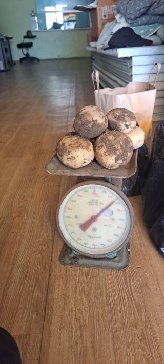 펠렛전문이부장님의 작성글 사진