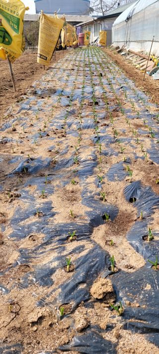 박영준님의 3월 농사 계획 공유해요 · 참여글 작성글 사진