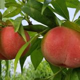 팜모닝 자유주제·자유게시판 게시글 이미지