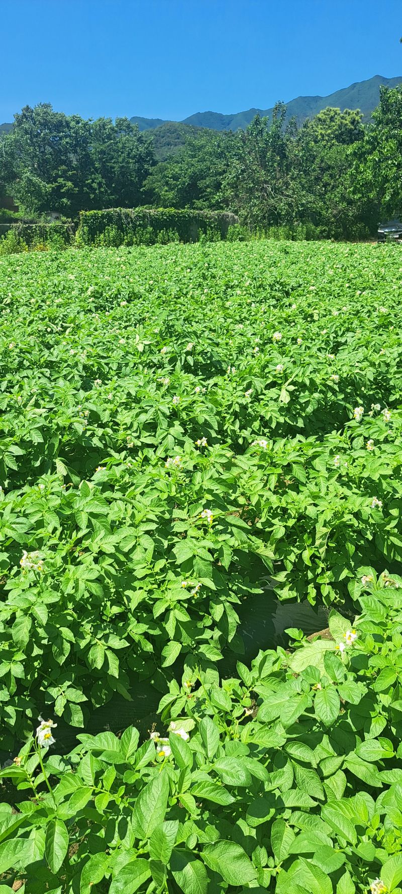 펠렛전문이부장님의 장터 판매 상품 [피롤땅지기 20키로 ] 첨부 사진