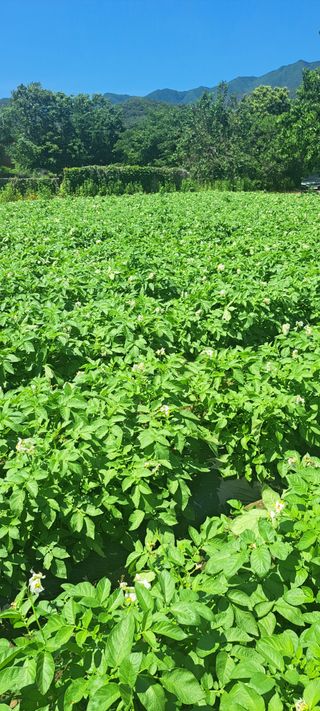 펠렛전문이부장님의 작성글 사진