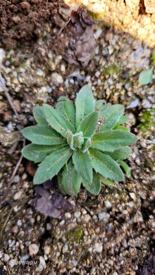 아홍팜님의 자유주제 · 자유게시판 작성글 사진