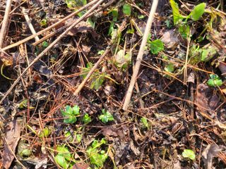 자연농원 순 강재옥님의 자유주제 · 자유게시판 작성글 사진