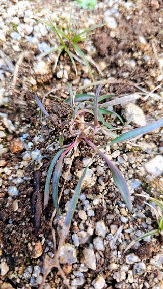 아홍팜님의 자유주제 · 자유게시판 작성글 사진