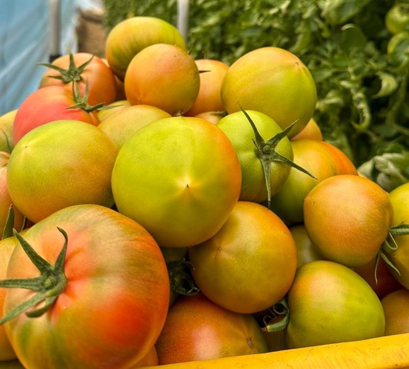 농부손녀님의 장터 판매 상품 [맛있는 짭짤이 토마토 5kg] 첨부 사진