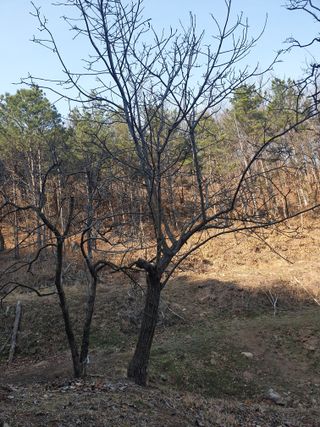 세미골곶감님의 자유주제 · 자유게시판 작성글 사진