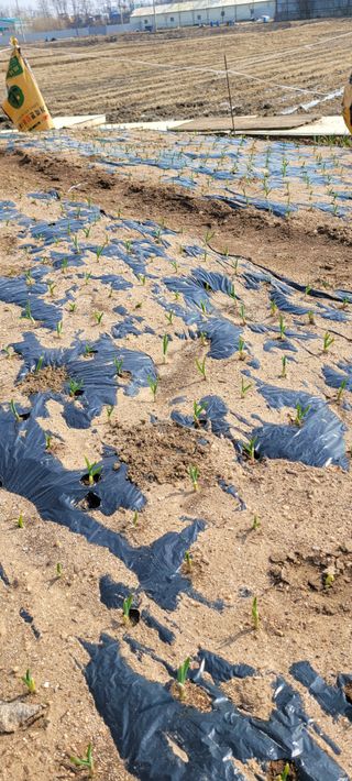 박영준님의 3월 농사 계획 공유해요 · 참여글 작성글 사진