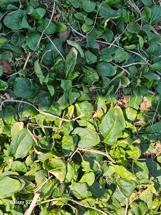 손윤영/수채화농원님의 자유주제 · 자유게시판 작성글 사진