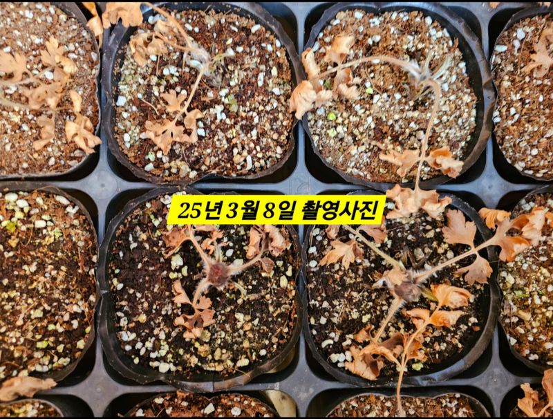 천지인야생화님의 장터 판매 상품 [원종 동강할미꽃 개화주(3년생)] 첨부 사진