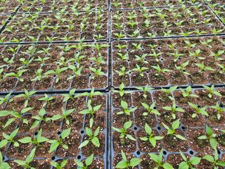 전봉우(채미농원)님의 자유주제 · 자유게시판 작성글 사진