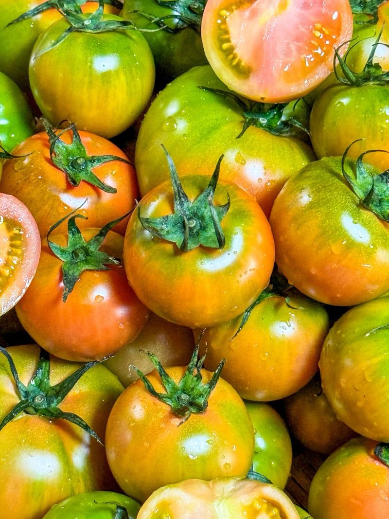 농부손녀님의 장터 판매 상품 [맛있는 짭짤이 토마토 5kg] 첨부 사진