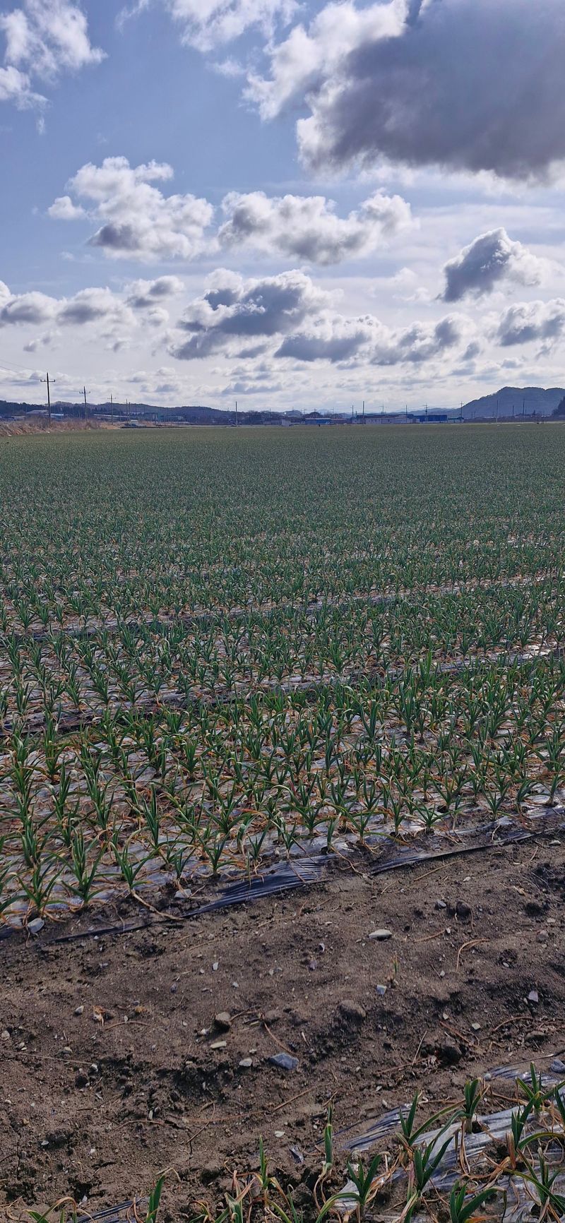 펠렛전문이부장님의 장터 판매 상품 [피롤땅지기 20키로 ] 첨부 사진