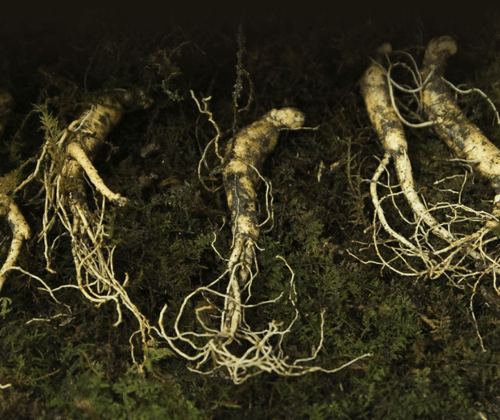 장터 상품 [산양삼] 썸네일