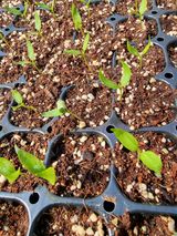 팜모닝 자유주제·자유게시판 게시글 이미지