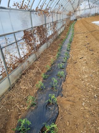 진여화 농원님의 자유주제 · 자유게시판 작성글 사진