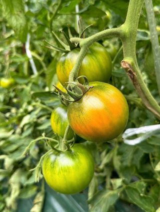 농부손녀님의 작성글 사진