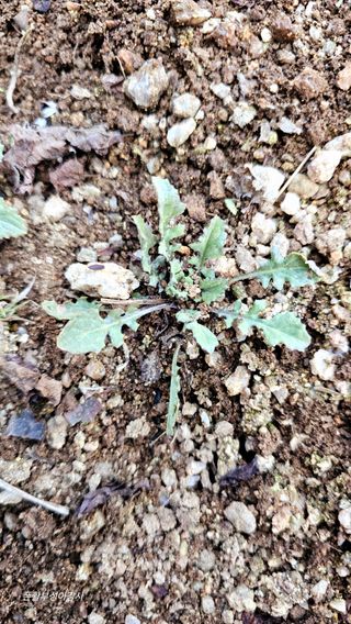 아홍팜님의 자유주제 · 자유게시판 작성글 사진