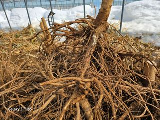정선 숲속의농부님의 자유주제 · 자유게시판 작성글 사진