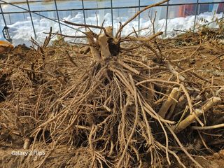 정선 숲속의농부님의 자유주제 · 자유게시판 작성글 사진