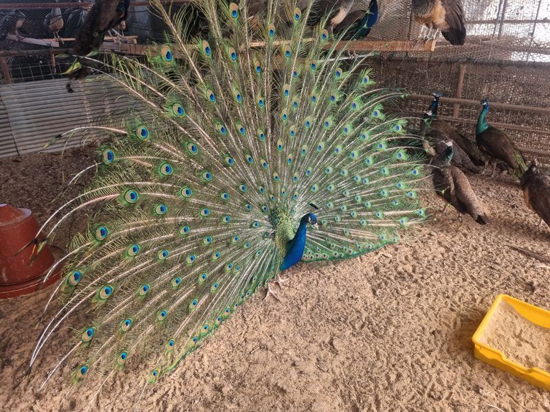 장터 상품 [청,백공작새] 썸네일