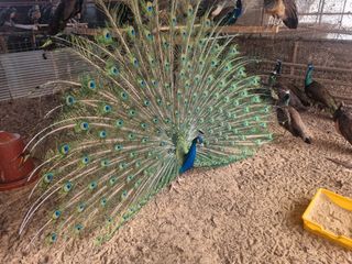 김영복님의 작성글 사진