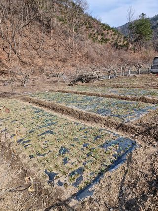 낙엽교목류21691님의 자유주제 · 자유게시판 작성글 사진