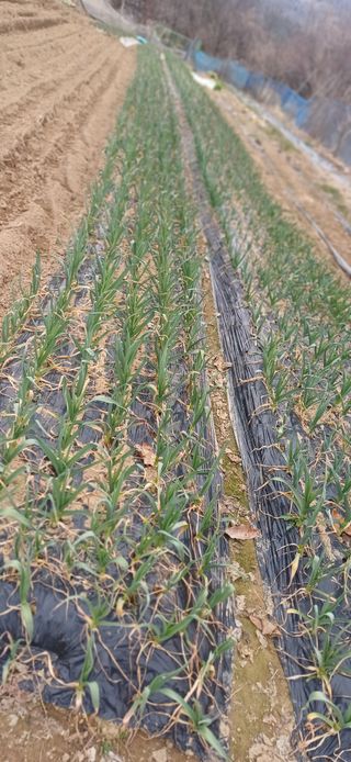 초보퍼머5도2촌준비님의 자유주제 · 자유게시판 작성글 사진