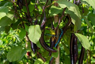 누보농장님의 자유주제 · 자유게시판 작성글 사진