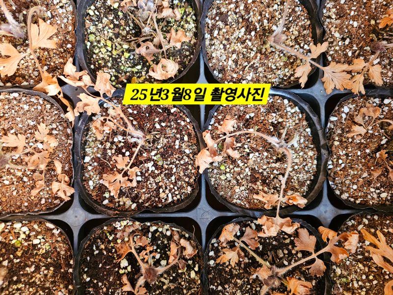 천지인야생화님의 장터 판매 상품 [원종동강할미꽃개화주(3년생)] 첨부 사진