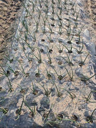 송광만님의 양파 · 자유게시판 작성글 사진