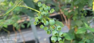 나산 블루베리농원님의 자유주제 · 자유게시판 작성글 사진