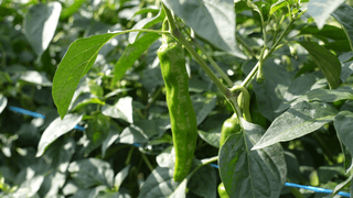 누보농장님의 자유주제 · 자유게시판 작성글 사진