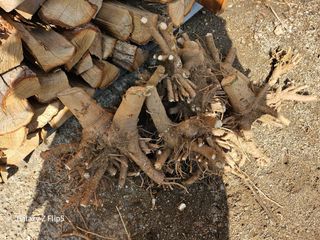 정선 숲속의농부님의 자유주제 · 자유게시판 작성글 사진