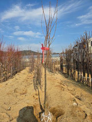 일심묘목농원님의 자유주제 · 자유게시판 작성글 사진