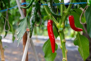 누보농장님의 자유주제 · 자유게시판 작성글 사진