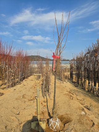 일심묘목농원님의 자유주제 · 자유게시판 작성글 사진
