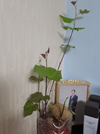 울금박사/빈덕열목사님의 자유주제 · 자유게시판 작성글 사진