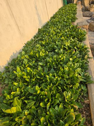 영춘아짐님의 자유주제 · 자유게시판 작성글 사진