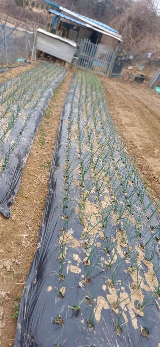 초보퍼머5도2촌준비님의 자유주제 · 자유게시판 작성글 사진