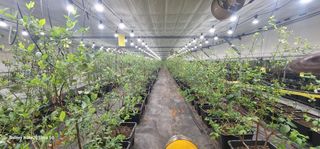 나산 블루베리농원님의 자유주제 · 자유게시판 작성글 사진