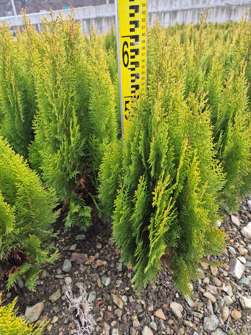 장터 상품 [황금측백] 썸네일