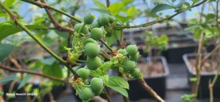 나산 블루베리농원님의 자유주제 · 자유게시판 작성글 사진