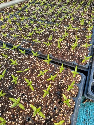 김겸순님의 농사, 무엇이든 물어보세요! · 참여글 작성글 사진